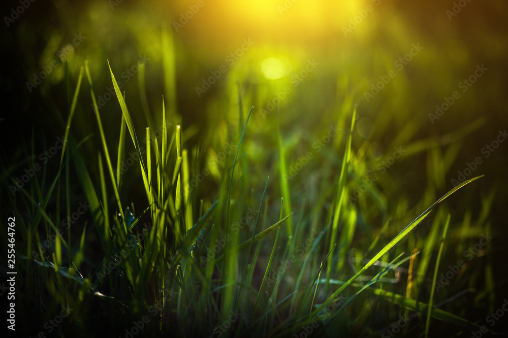 Sunlight through the grass spring detail beautiful