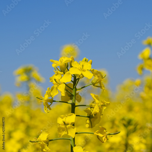 Rapeseed field. Yellow rape flowers, field landscape. Blue sky a
