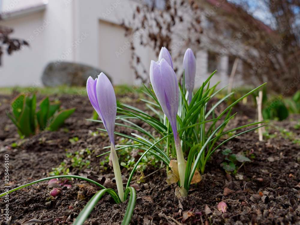 spring purple crocus young of the earth. spring purple crocus young of the earth.