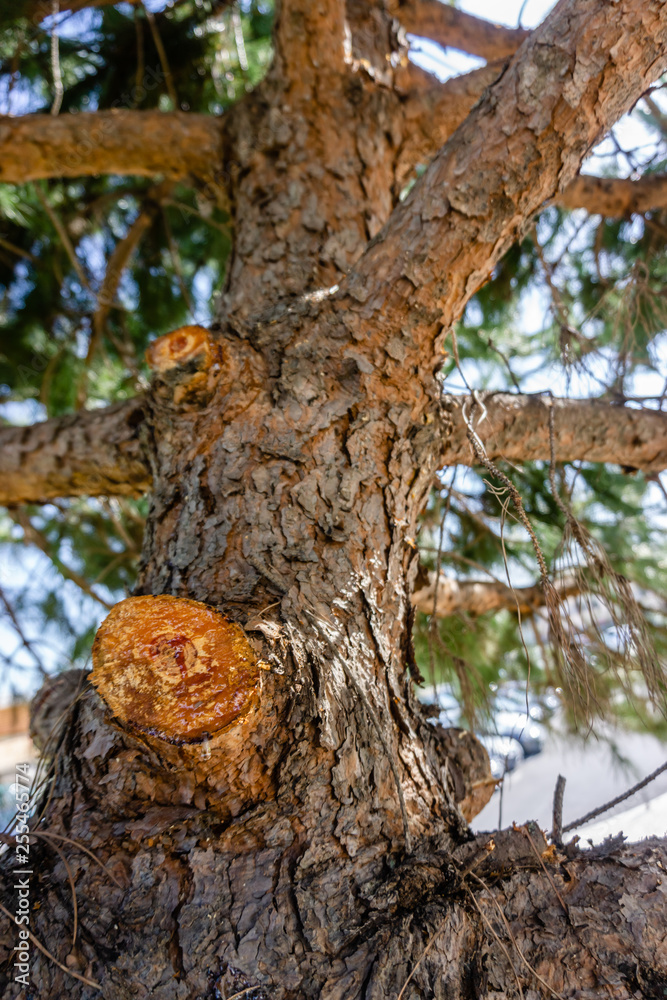 knotholes on cutted tree - bark - wood background. knotholes on cutted tree - bark - wood background.