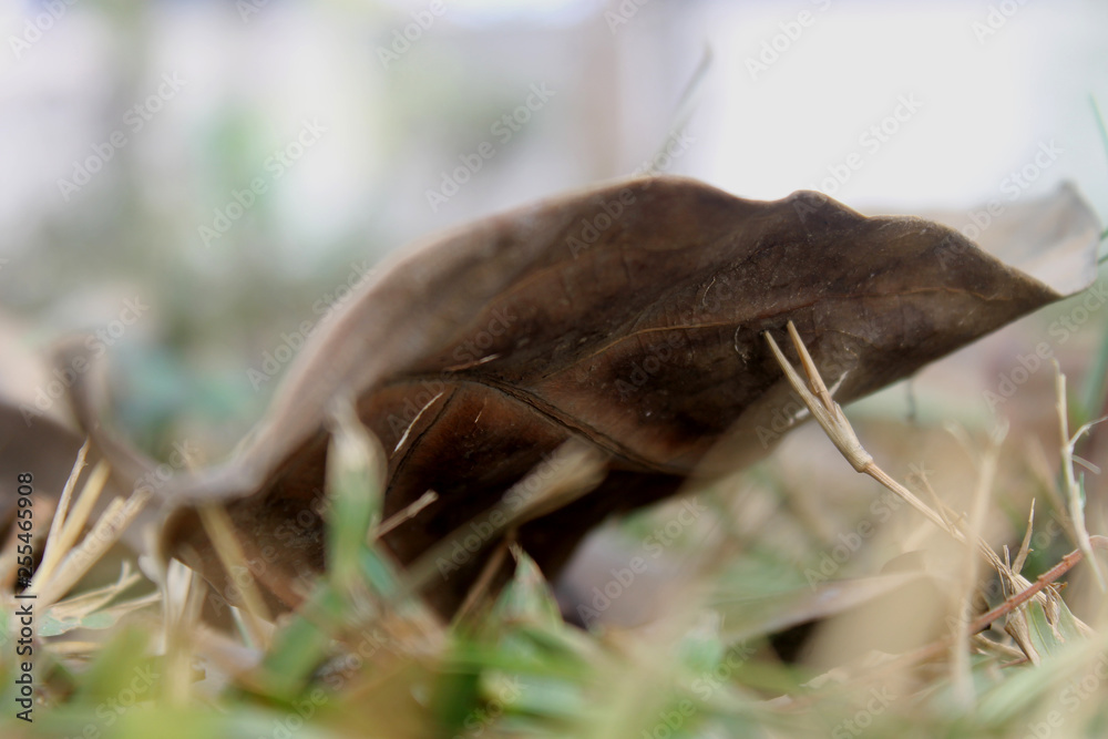 Obraz premium hoja desenfoque