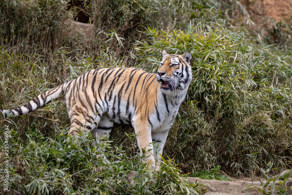 Fototapeta premium アムールトラ
