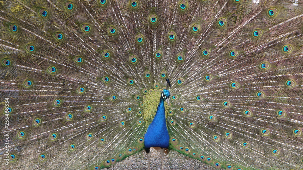 Naklejka premium Peacock