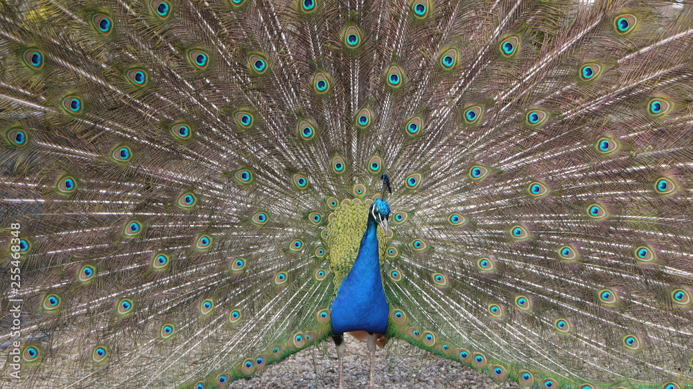 Naklejka premium Peacock