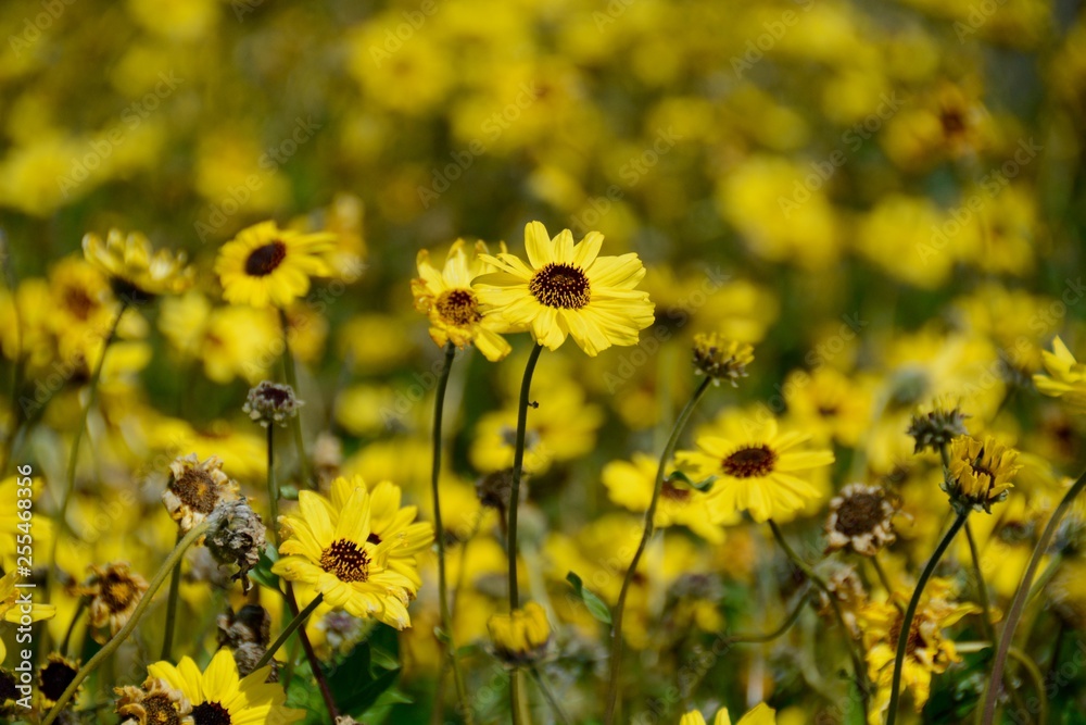 Fototapeta premium Closeup of wild Coast Sunflowers (aka California brittlebush), which are attracting swarms of butterflies at the Bolsa Chica Ecological Reserve this spring. Super Bloom, Butterfly Migration 2019.