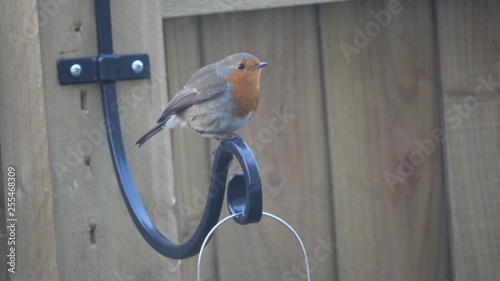 robin