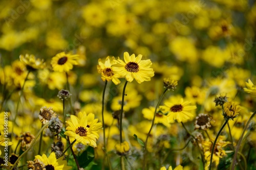 Closeup of wild Coast Sunflowers (aka California brittlebush), which are attracting swarms of butterflies at the Bolsa Chica Ecological Reserve this spring. Super Bloom, Butterfly Migration 2019.