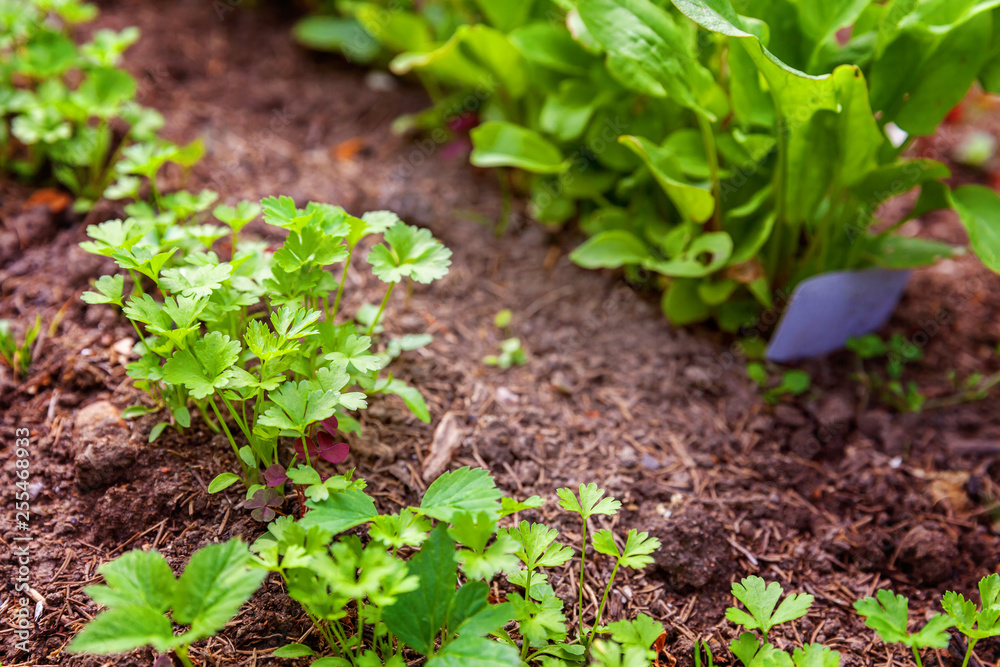 Agricultural field with green leaf lettuce salad and parsley on garden bed in vegetable field. Gardening background with green lettuce plants. Organic health food vegan vegetarian diet concept Agricultural field with green leaf lettuce salad and parsley on garden bed in vegetable field. Gardening background with green lettuce plants. Organic health food vegan vegetarian diet concept