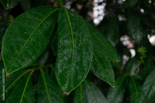 Wet Leaves Of Rain