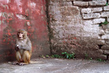 Monkey in Ancient City