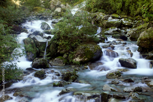 Waterfall in Fern Forest
