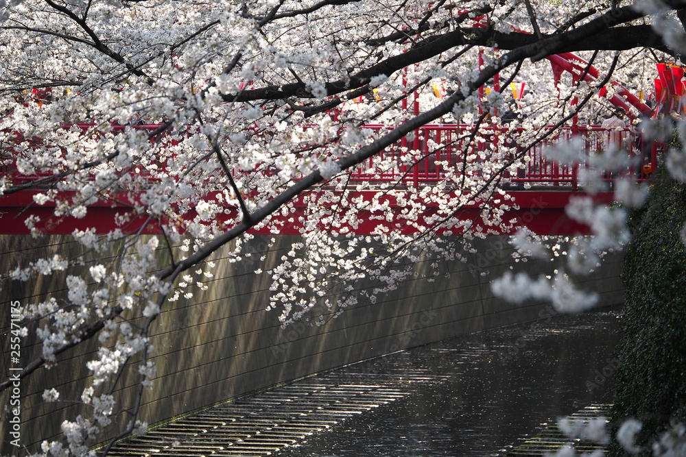 Fototapeta premium 中目黒 花見 桜 目黒川 Nakameguro Hanamai Sakura Megurogawa 17
