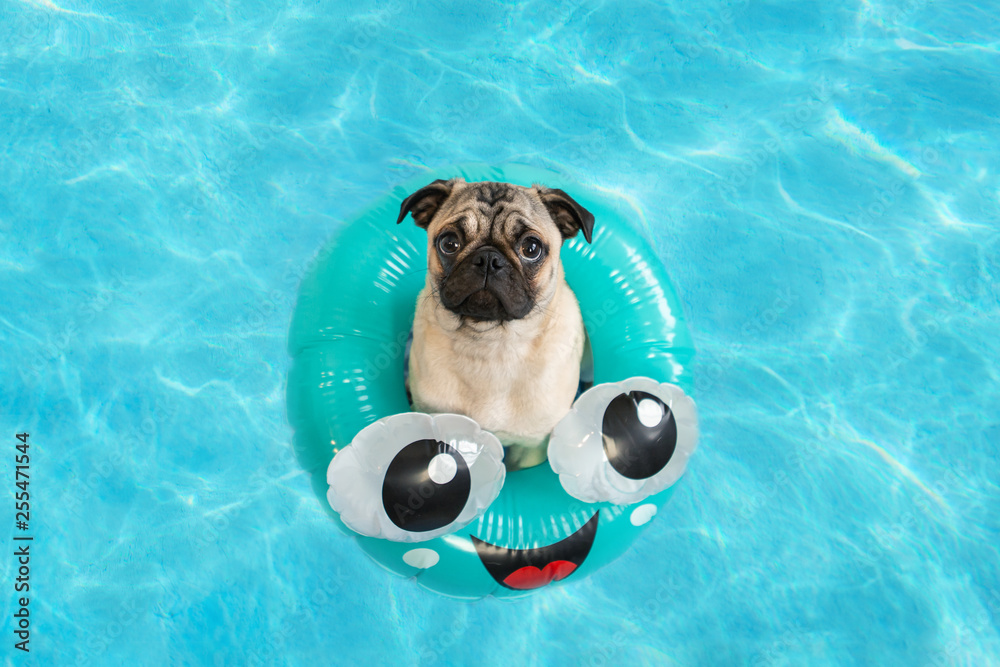 Cute pug puppy floating in a pool with an inflatable ring