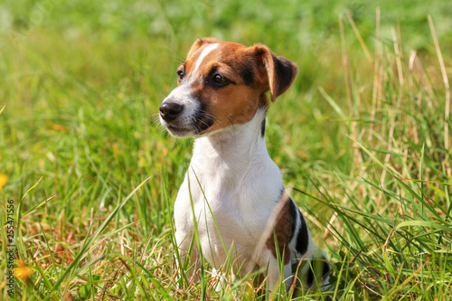 Small Jack Russell terrier puppy sitting in low grass, sun shining on her.