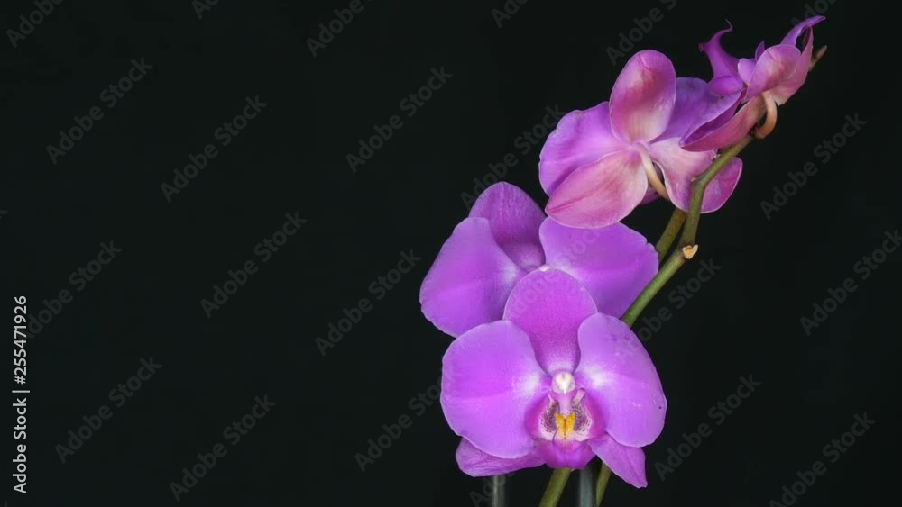 Beautiful blooming purple orchid flower on stylish black background. Beautiful blooming purple orchid flower on stylish black background.