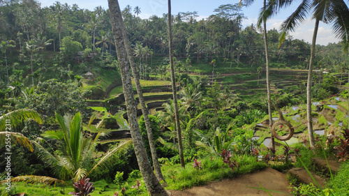 Tegalalang rice terraces in Ubud, Bali © tang90246