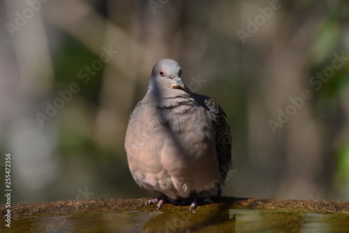 Foto Oriental turtle dove
