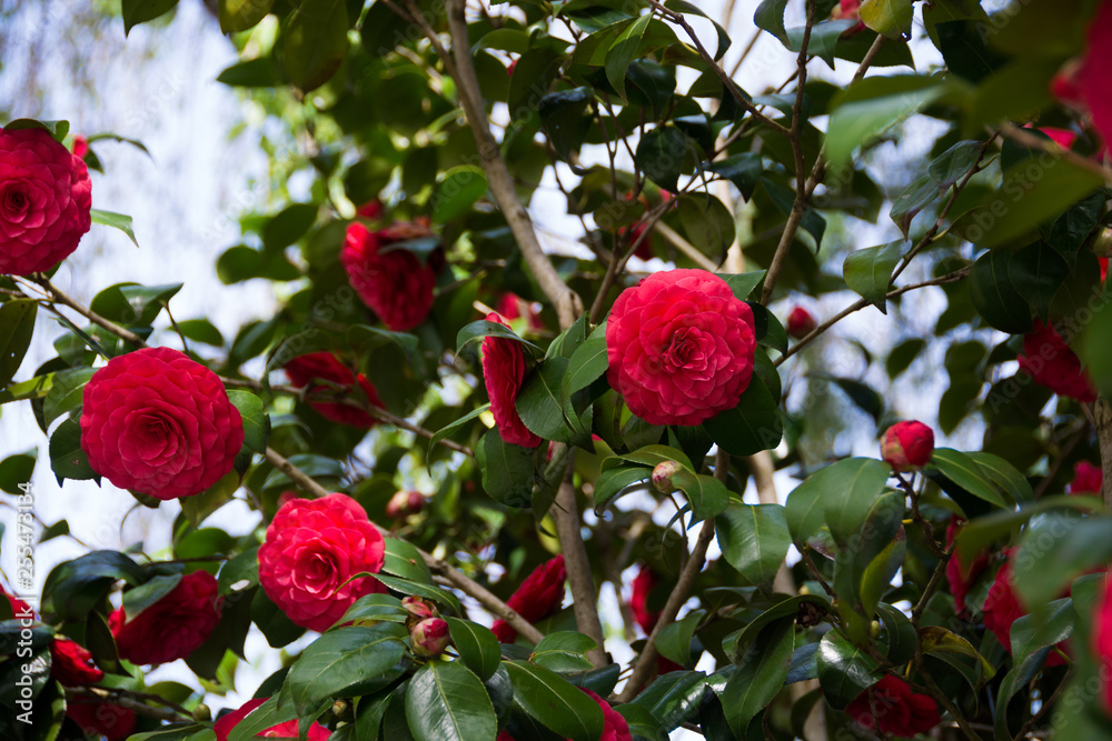 Obraz premium 八重咲きの赤いツバキ