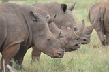 A cute male bull white Rhino in Kruger National Park