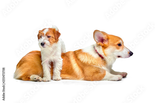 Fototapeta Naklejka Na Ścianę i Meble -  Dogs play in the studio on a white background looks at the top of Jack Russell Terrier and Welsh Corgi, isolate
