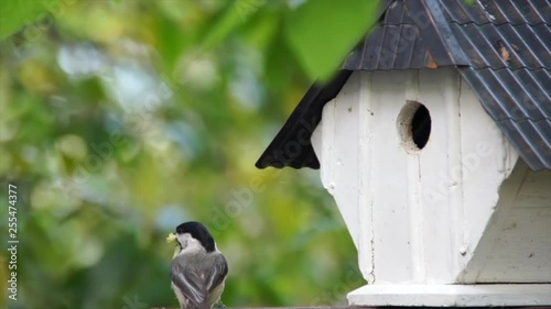 Chickadee nesting a bird house