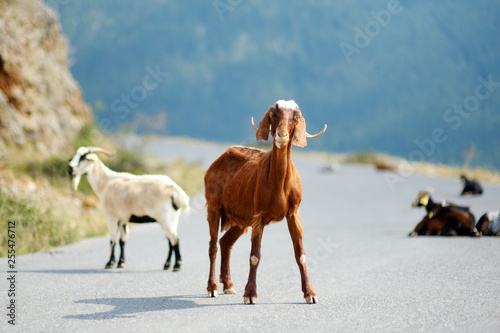 Fototapeta Naklejka Na Ścianę i Meble -  Herd of goats grazing by the road in Peloponnese, Greece. Domestic goats, highly prized for their meat and milk production production.