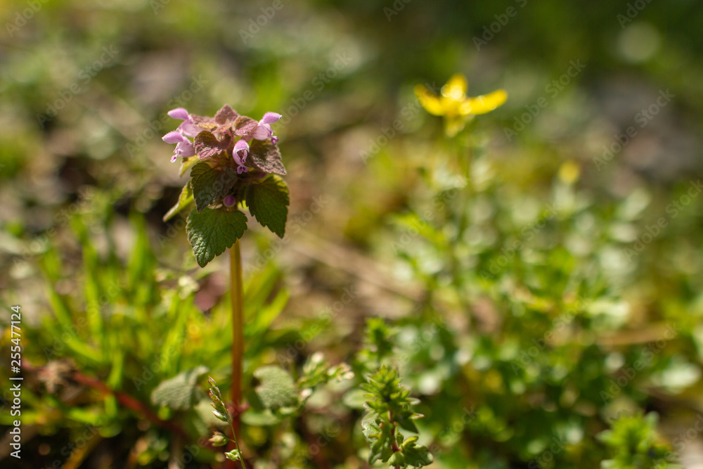 purple flower with yellow flower in background purple flower with yellow flower in background