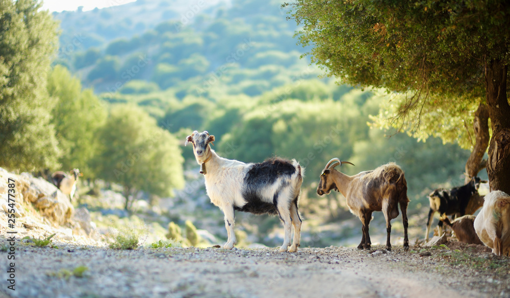 Herd of goats grazing by the road in Peloponnese, Greece. Domestic goats, highly prized for their meat and milk production production. - obrazy, fototapety, plakaty 