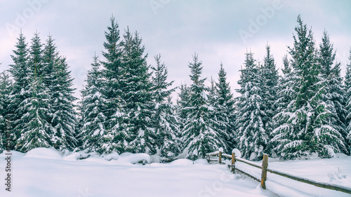 Rural winter landscape - view of the snowy pine forest in the mountains