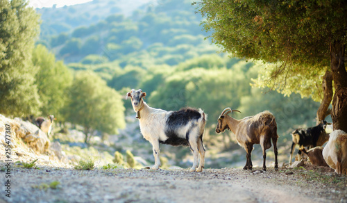 Herd of goats grazing by the road in Peloponnese, Greece. Domestic goats, highly prized for their meat and milk production production.