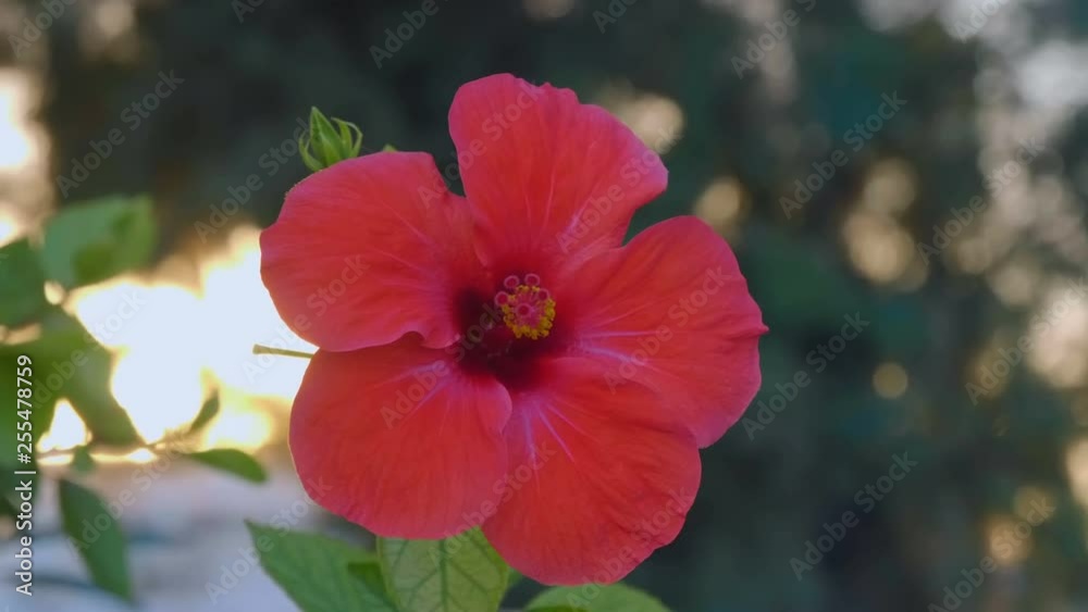 Very beautiful tropical red flower Hibiscus Sabdariffa develops in the wind near the beach on the Mediterranean Sea. Macro. Closeup. Shallow depth of field Very beautiful tropical red flower Hibiscus Sabdariffa develops in the wind near the beach on the Mediterranean Sea. Macro. Closeup. Shallow depth of field