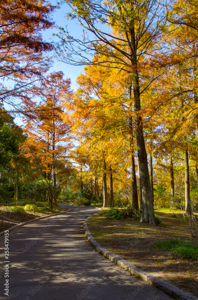 Naklejka premium 秋の遊歩道と紅葉する針葉樹