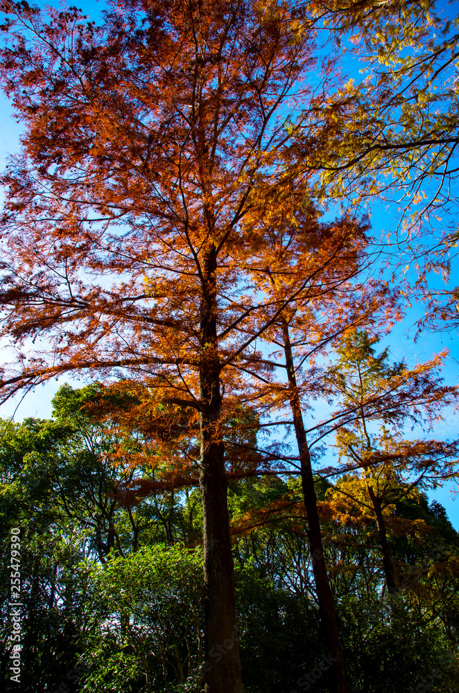 秋・紅葉する針葉樹 秋・紅葉する針葉樹