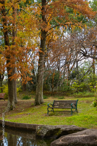 Fototapeta Naklejka Na Ścianę i Meble -  秋・水辺のベンチと紅葉する針葉樹