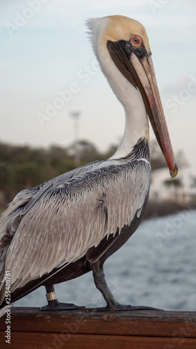 Pelican by the Lighthouse