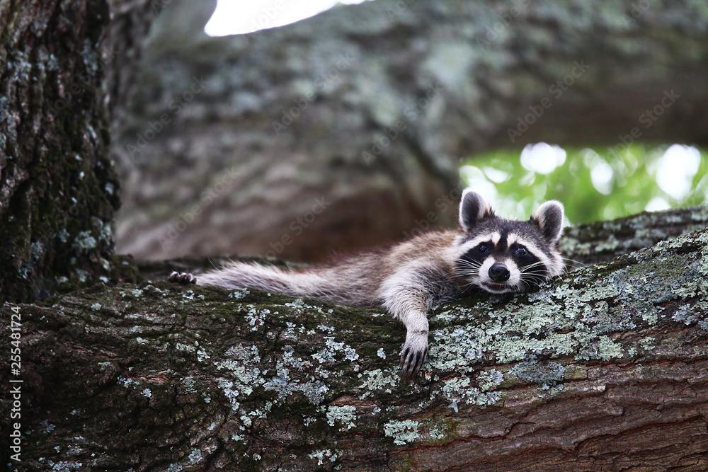 Obraz premium fretting racoon