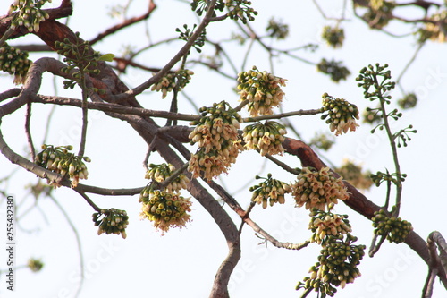 Bombax Blossoming on the tree