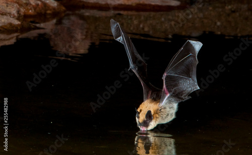 Big Brown Bat Drinking