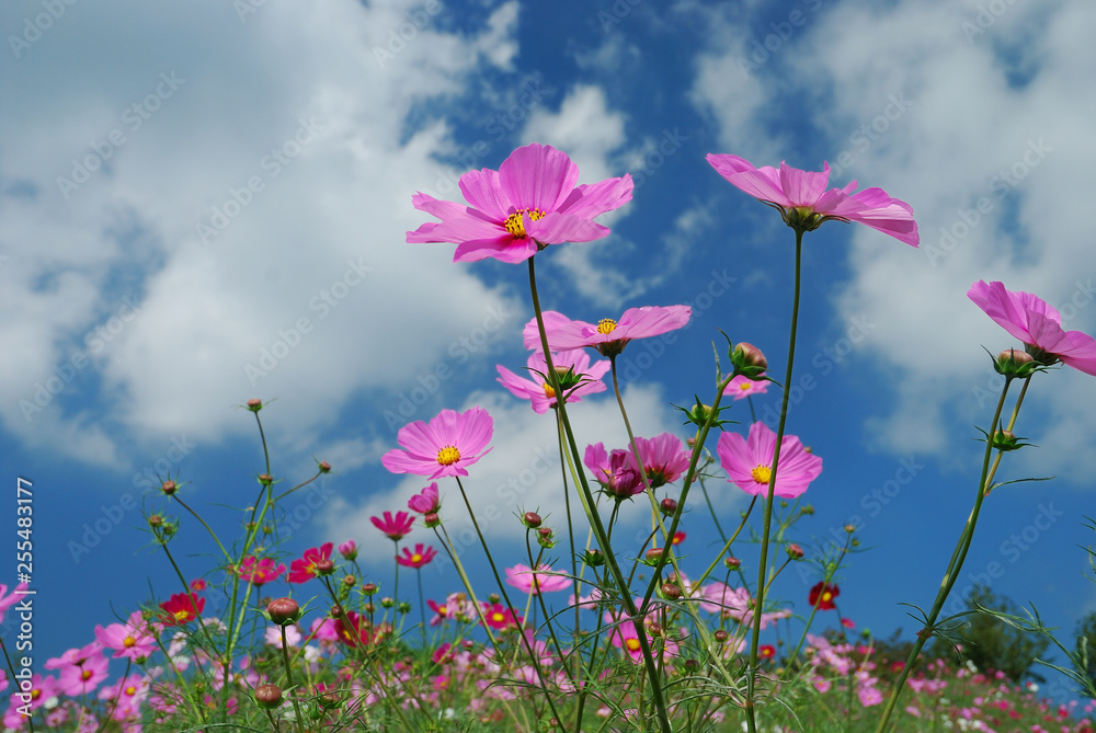 Obraz premium Błękitne niebo i kosmos