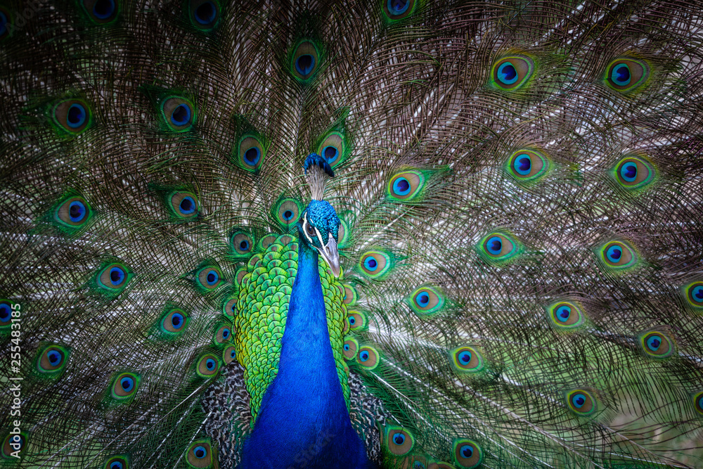 Obraz premium Portrait of male peacock with open tail