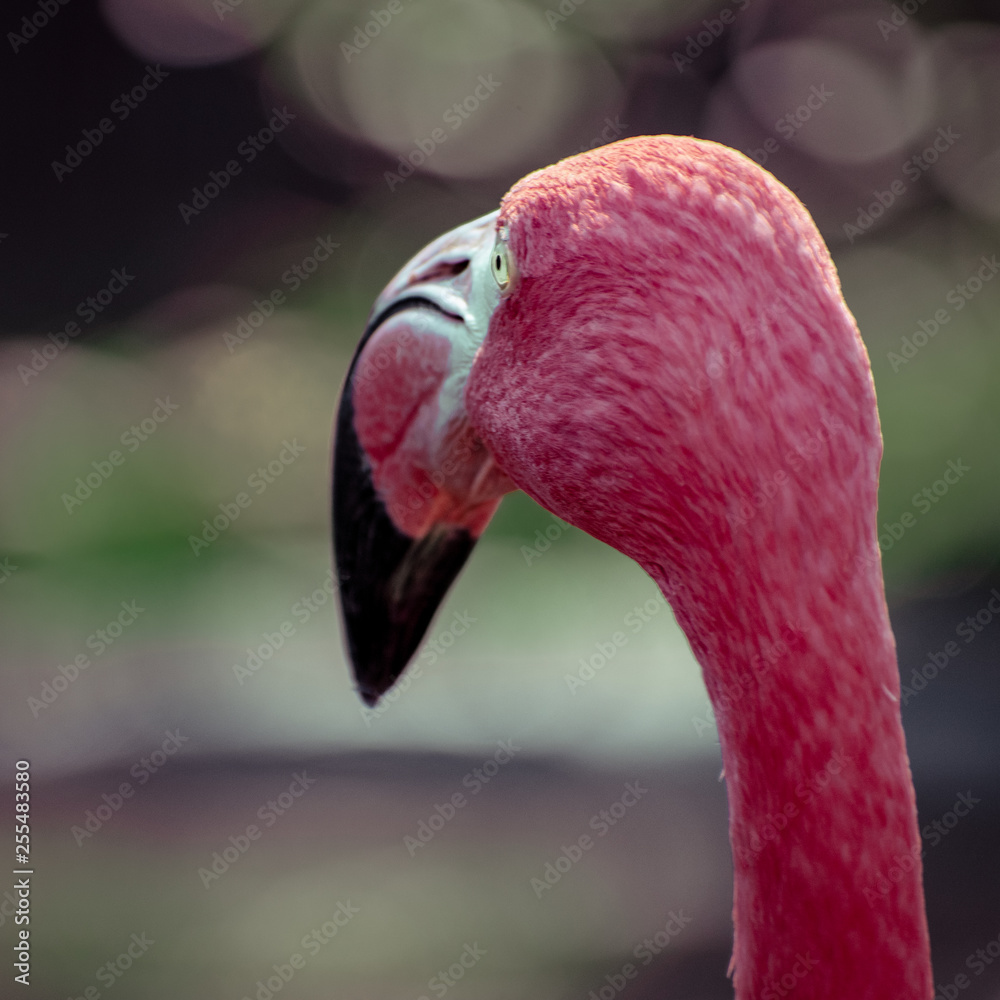 Naklejka premium A pink flamingo gazing away from the camera