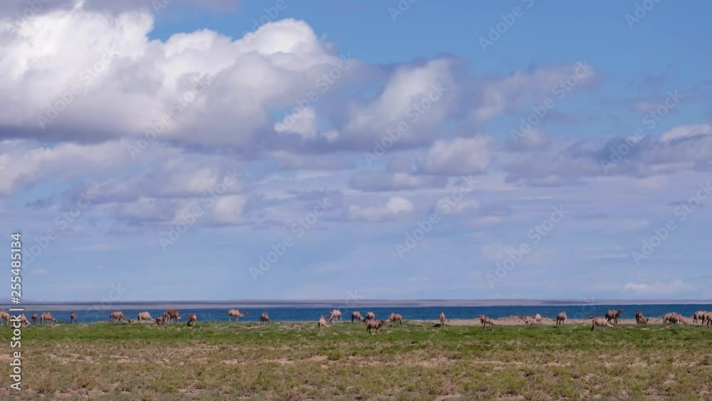 Bactrian camels graze in mongolian desert with lake Durgen Nuur on background. Western Mongolia. Bactrian camels graze in mongolian desert with lake Durgen Nuur on background. Western Mongolia.