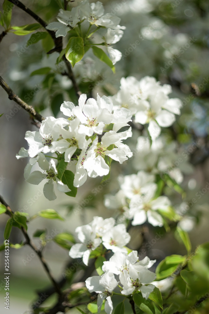 blooming apple tree in spring