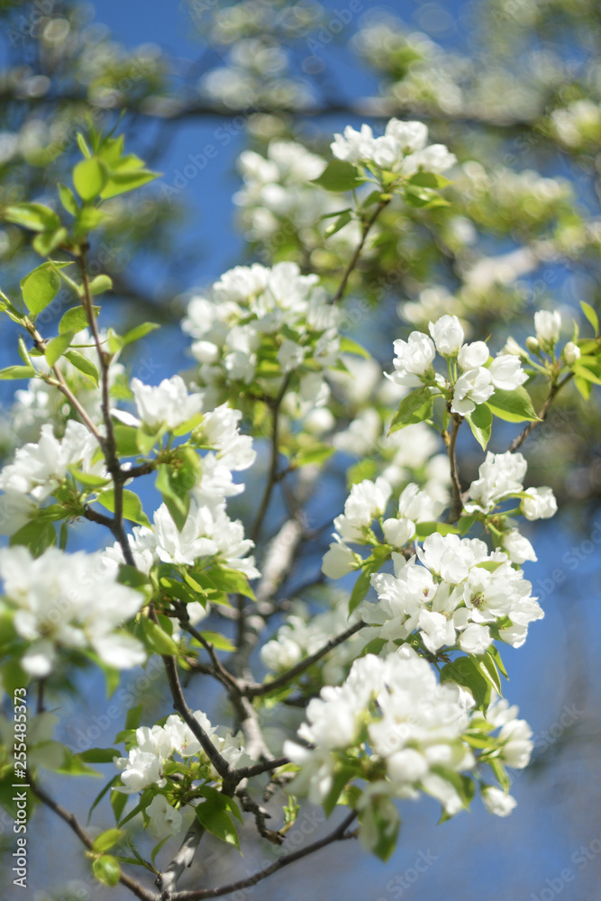 blooming apple tree in spring blooming apple tree in spring