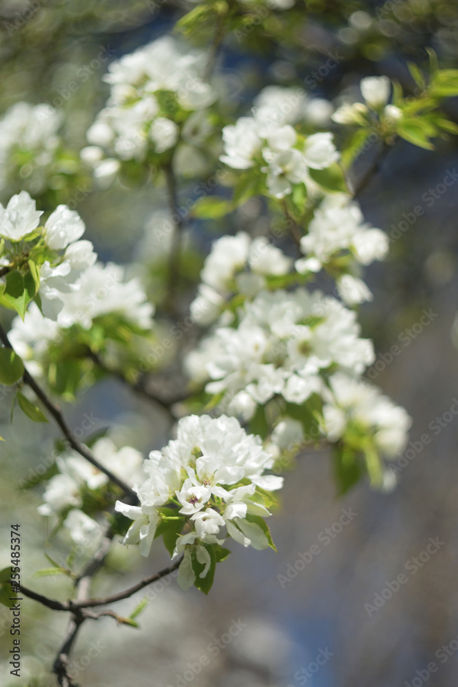 blooming apple tree in spring