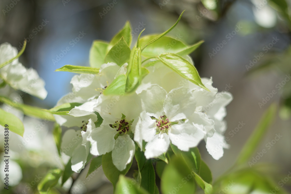 Fototapeta premium blooming apple tree in spring