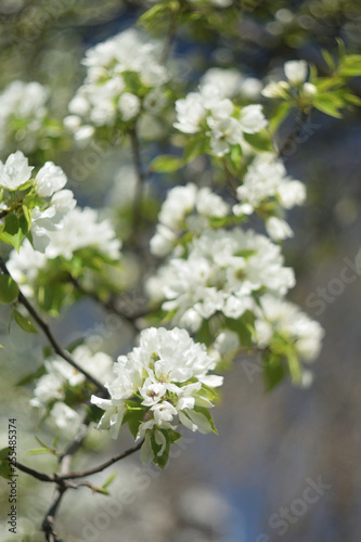 blooming apple tree in spring © Константин Занятных