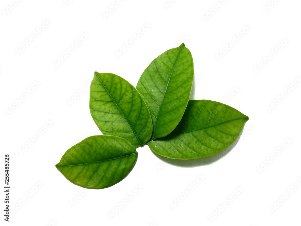 Green leaves on a white background