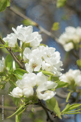 Fototapeta Naklejka Na Ścianę i Meble -  blooming apple tree in spring