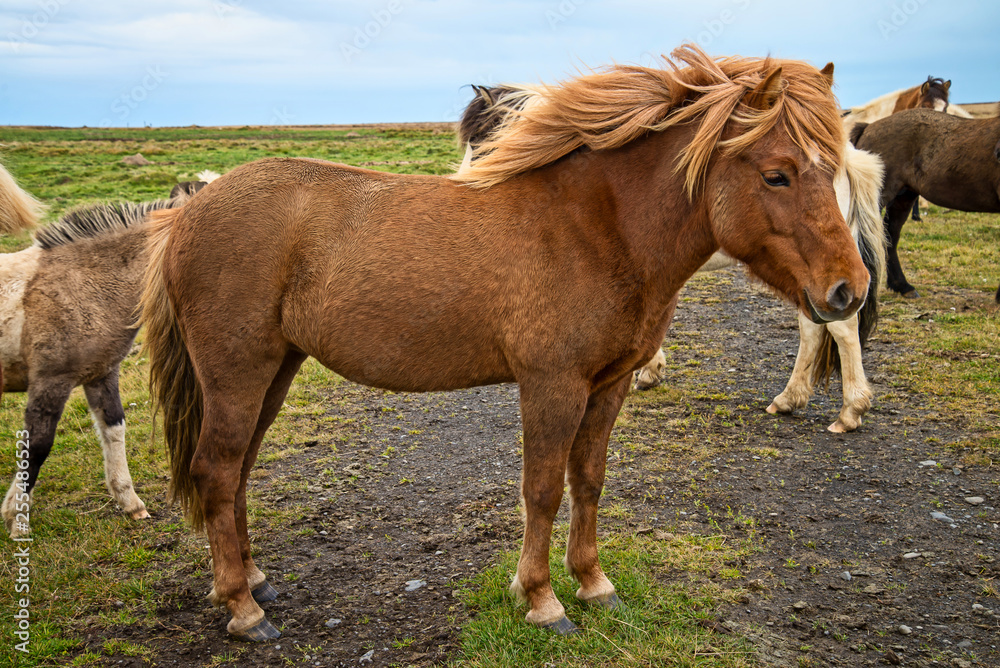 Fototapeta premium Icelandic horse in the meadow of north Iceland